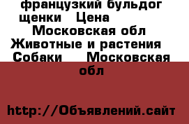 французкий бульдог щенки › Цена ­ 25 000 - Московская обл. Животные и растения » Собаки   . Московская обл.